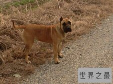 【图】加纳利犬是一种非常凶猛的狗 导致被禁养