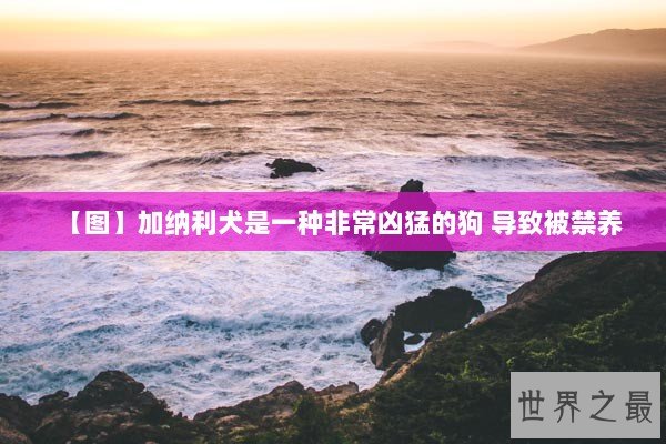 【图】加纳利犬是一种非常凶猛的狗 导致被禁养 【图】加纳利犬是一种非常凶猛的狗 导致被禁养