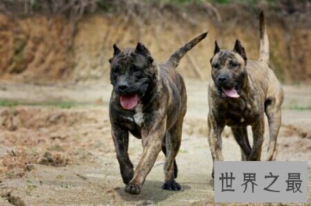 【图】加纳利犬是一种十分厉害的狗 导致被禁养