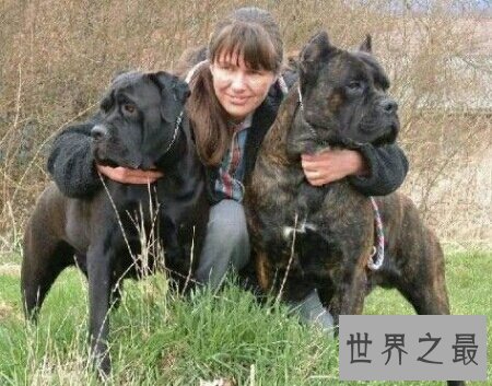 【图】加纳利犬是一种十分厉害的狗 导致被禁养