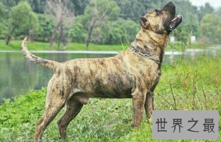 【图】加纳利犬是一种十分厉害的狗 导致被禁养
