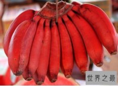 【图】世界十大最罕见的水果 红香蕉一生只结一次果