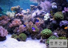 【图】世界上最大的海 珊瑚海接近半个中国那么大