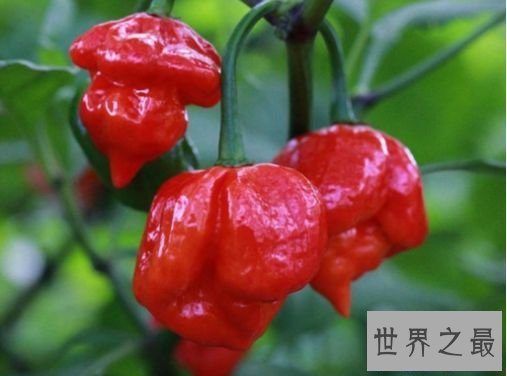 世界最辣的辣椒 娜迦毒蛇