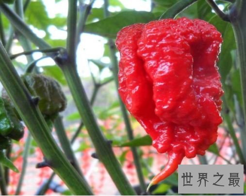 娜迦毒蛇让人生不如死