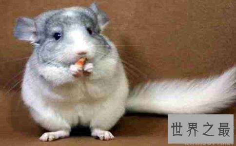 【图】龙猫好养吗，龙猫的价钱是多少，看完这篇你就