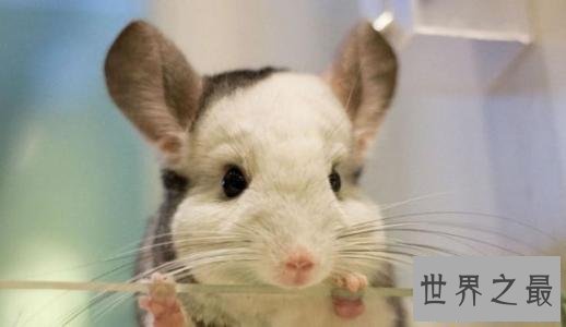 【图】龙猫好养吗，龙猫的价钱是多少，看完这篇你就