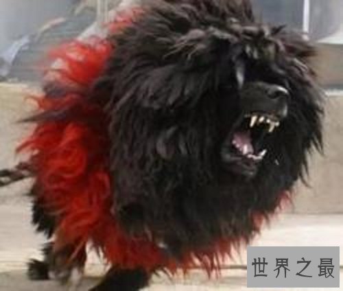 【图】鬼藏獒是什么它是世界上10大恶犬之一