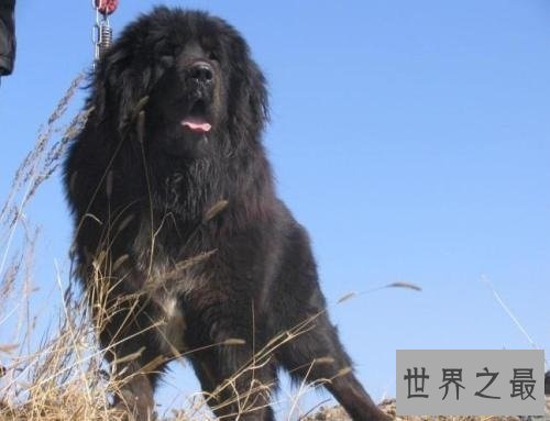 【图】鬼藏獒是什么它是世界上10大恶犬之一