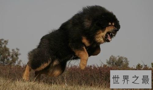 【图】鬼藏獒是什么它是世界上10大恶犬之一