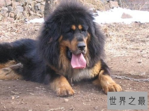 【图】鬼藏獒是什么它是世界上10大恶犬之一