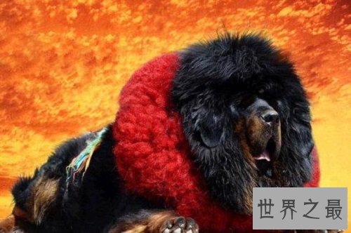 【图】鬼藏獒是什么它是世界上10大恶犬之一