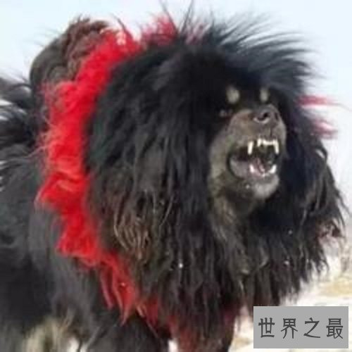【图】鬼藏獒是什么它是世界上10大恶犬之一