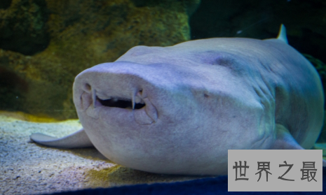 【图】柠檬鲨竟然有人把它养在办公室这件事是真的么