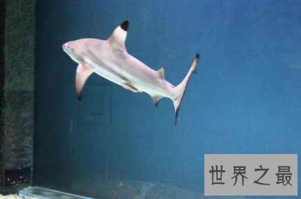 【图】柠檬鲨竟然有人把它养在办公室这件事是真的么