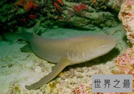 【图】柠檬鲨竟然有人把它养在办公室这件事是真的么