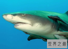 【图】柠檬鲨竟然有人把它养在办公室这件事是真的么