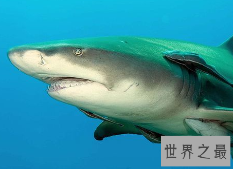 【图】柠檬鲨竟然有人把它养在办公室这件事是真的么