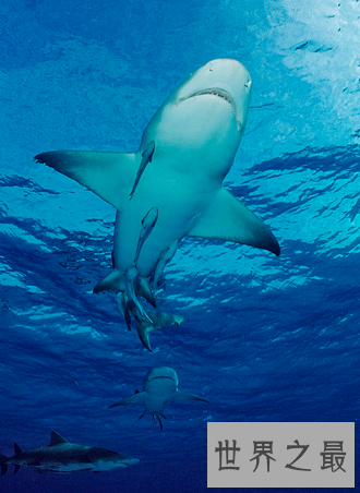 【图】柠檬鲨竟然有人把它养在办公室这件事是真的么