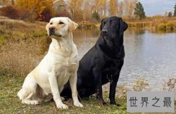 【图】人类最忠实的伙伴家庭中不可缺少的可爱宠物