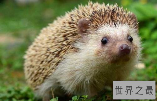 【图】人类最虔诚的同伴家庭中不可短少的可恶宠物