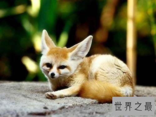 【图】人类最虔诚的同伴家庭中不可短少的可恶宠物