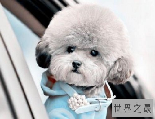 【图】人类最虔诚的同伴家庭中不可短少的可恶宠物