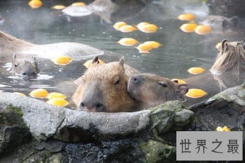 【图】人类最虔诚的同伴家庭中不可短少的可恶宠物