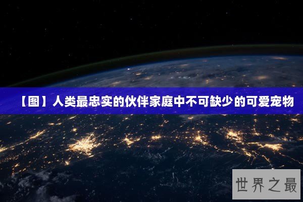 【图】人类最忠实的伙伴家庭中不可缺少的可爱宠物