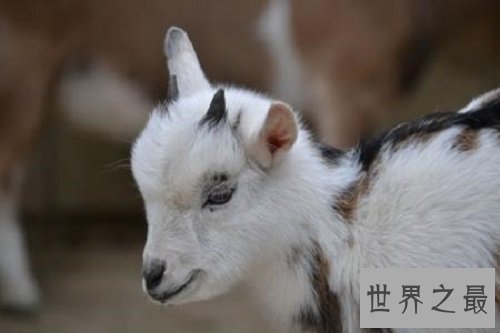 【图】人类最虔诚的同伴家庭中不可短少的可恶宠物