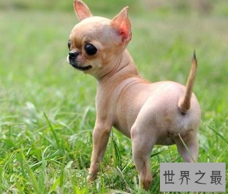 【图】人类最虔诚的同伴家庭中不可短少的可恶宠物