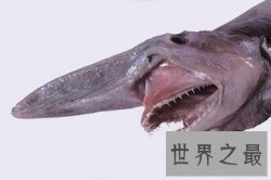 【图】鮟鱇是众多鱼类中的一种 它的外形很特别 营养价