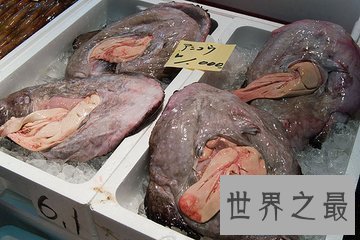 【图】鮟鱇是泛滥鱼类中的一种 它的形状很顺便 营养价