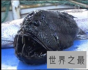 【图】鮟鱇是泛滥鱼类中的一种 它的形状很顺便 营养价