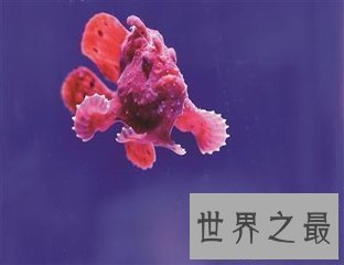 【图】鮟鱇是泛滥鱼类中的一种 它的形状很顺便 营养价