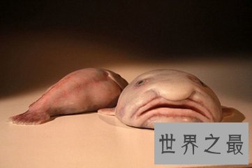 【图】鮟鱇是泛滥鱼类中的一种 它的形状很顺便 营养价