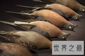 【图】旅鸽是鸟类的一种 到目前为止旅鸽已经齐全灭绝