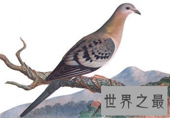 【图】旅鸽是鸟类的一种 到目前为止旅鸽已经齐全灭绝