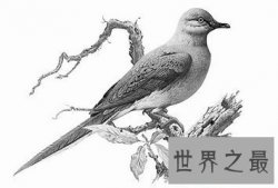 【图】旅鸽是鸟类的一种 到目前为止旅鸽已经完全灭绝