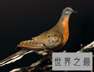 【图】旅鸽是鸟类的一种 到目前为止旅鸽已经齐全灭绝