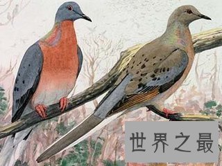 【图】旅鸽是鸟类的一种 到目前为止旅鸽已经齐全灭绝