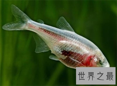 【图】玻璃鱼这么美丽 背后的假相真是心酸