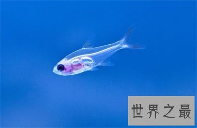 【图】玻璃鱼这么美丽 背后的假相真是心酸