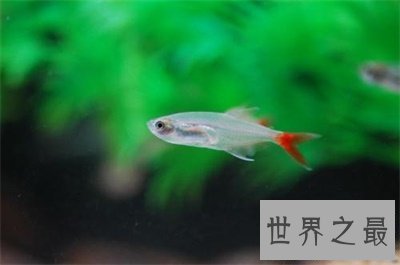 【图】玻璃鱼这么美丽 背后的假相真是心酸