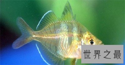 【图】玻璃鱼这么美丽 背后的假相真是心酸