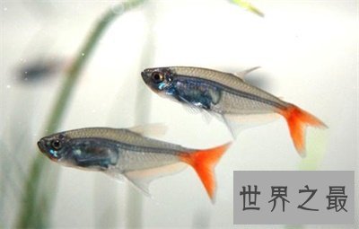 【图】玻璃鱼这么美丽 背后的假相真是心酸