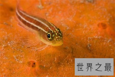 【图】玻璃鱼这么美丽 背后的假相真是心酸