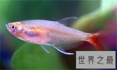 【图】玻璃鱼这么美丽 背后的假相真是心酸