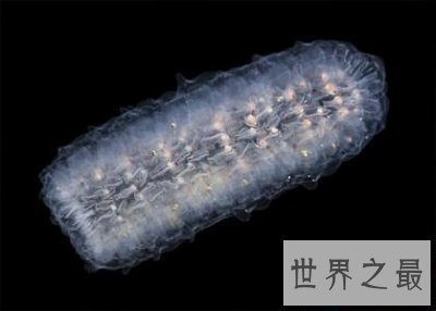 【图】各种环境下最奇异的动物，大人造的巧夺天工