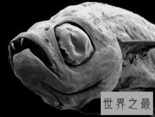【图】各种环境下最奇怪的动物，大自然的鬼斧神工